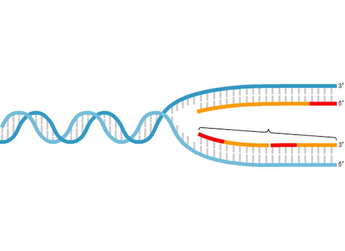 Label the replication fork