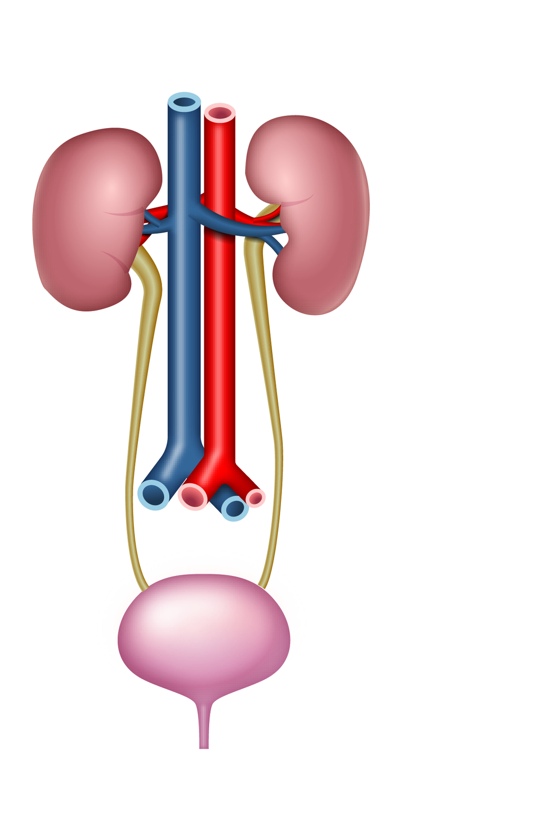 Excratory System.drawing Human Excretory System Diagram Labeled